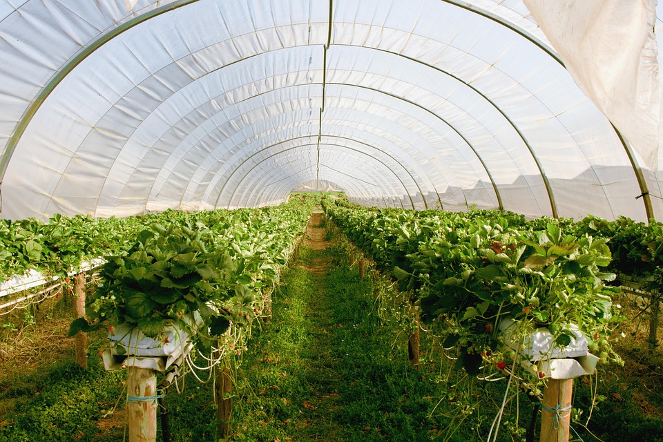 Greenhouse Films
