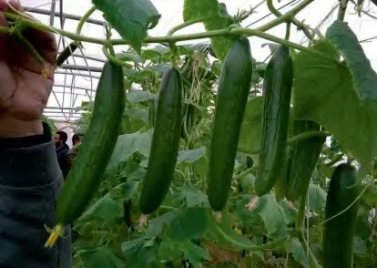 900 — Cucumber Seeds