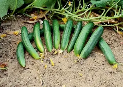 BELAL — Cucumber Seeds