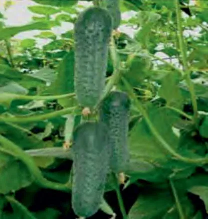 DERYA — Cucumber Seeds
