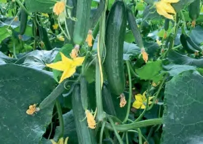 LORANCE — Cucumber Seeds
