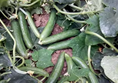 MADYN — Cucumber Seeds