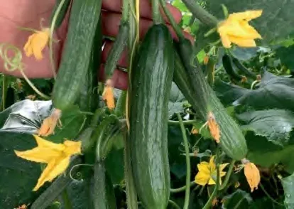 MGAROZA — Cucumber Seeds