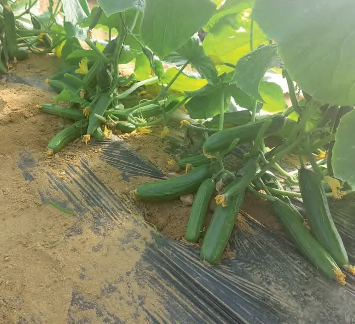 NOURIA — Cucumber Seeds