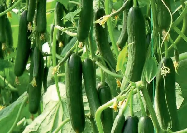 PRIMO — Cucumber Seeds