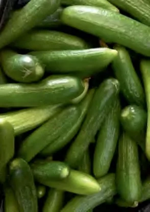 RAGHD — Cucumber Seeds