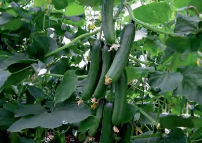 RAGHD — Cucumber Seeds