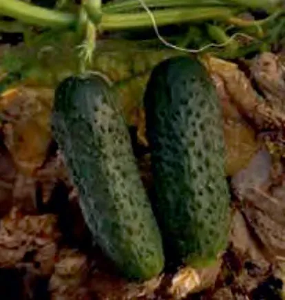 RETRO — Cucumber Seeds