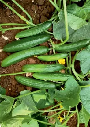 RICARDIO — Cucumber Seeds