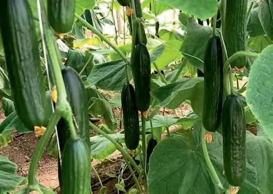 RICHARD — Cucumber Seeds