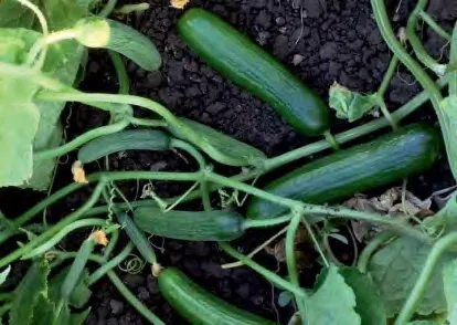 ROON — Cucumber Seeds