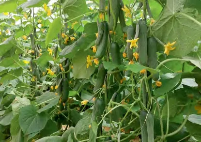 SABNTA — Cucumber Seeds
