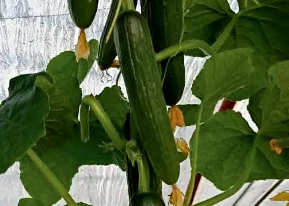 SAFY — Cucumber Seeds