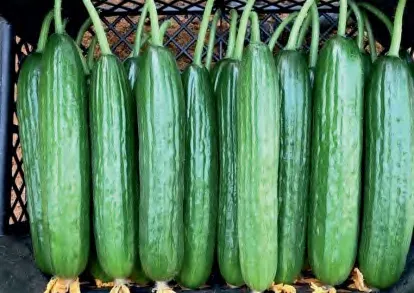 SEMONA — Cucumber Seeds