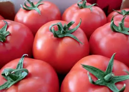 619 — Tomato Seeds
