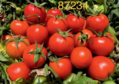 87234 — Tomato Seeds