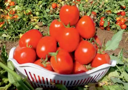 AYA 156 — Tomato Seeds