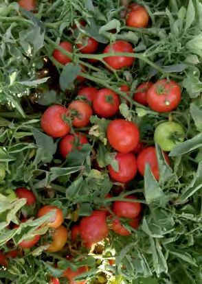 BATOL 036 — Tomato Seeds