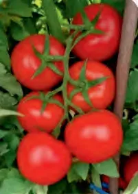 BIG CLUSTER 155 F1 — Tomato Seeds