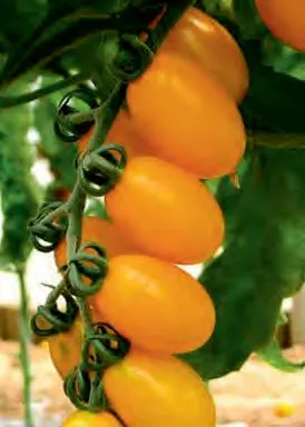 CHERR 617 F1 — Tomato Seeds