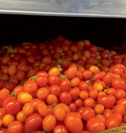 D.T. 442 F1 — Tomato Seeds