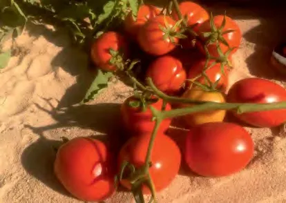 GILAN 22 — Tomato Seeds