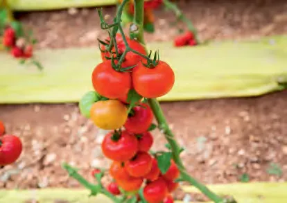 GUARAPO — Tomato Seeds