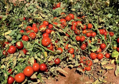 HAMS — Tomato Seeds