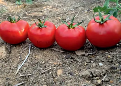 HAYAH 019 — Tomato Seeds