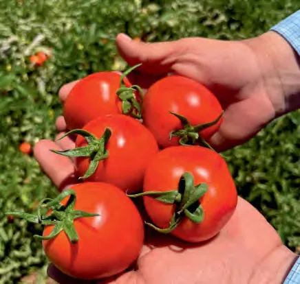 HENDIA — Tomato Seeds