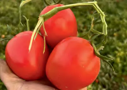 JULIA — Tomato Seeds