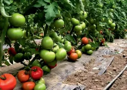 JULIAN — Tomato Seeds