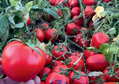 K 172 — Tomato Seeds
