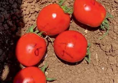 K 174 — Tomato Seeds