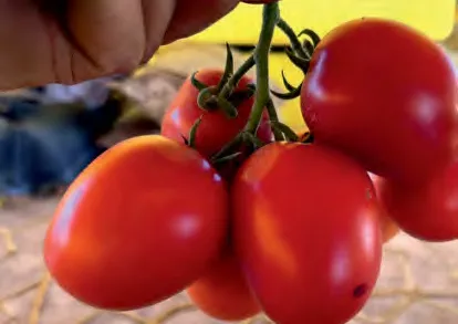 K073 — Tomato Seeds