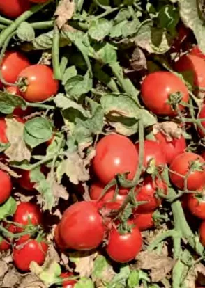 K186 — Tomato Seeds