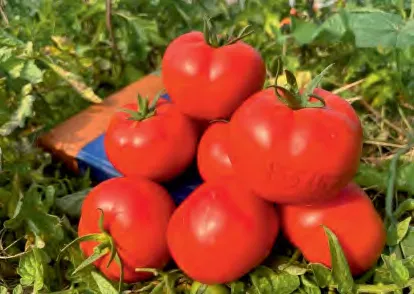 K357 — Tomato Seeds