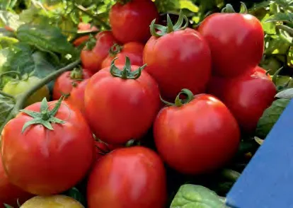 K360 — Tomato Seeds