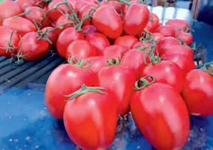 K369 — Tomato Seeds