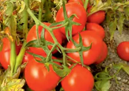 K380 — Tomato Seeds