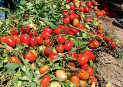 K610 — Tomato Seeds