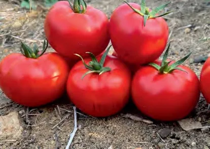 KENDAKA — Tomato Seeds