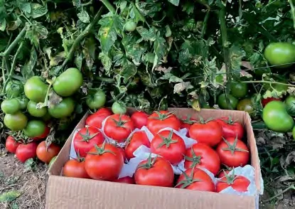 LAMES — Tomato Seeds