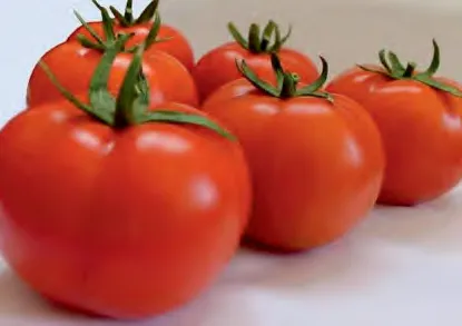 LARA — Tomato Seeds