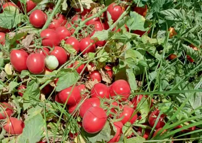 LUCY — Tomato Seeds