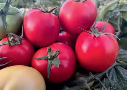 LYALY — Tomato Seeds