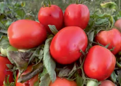 MALKA 192 — Tomato Seeds