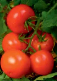 MEDIUM CLUSTER 285 F1 — Tomato Seeds
