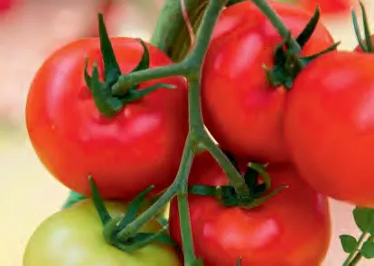 MEOLA — Tomato Seeds