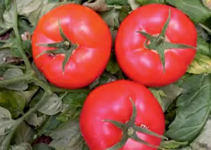 MERO — Tomato Seeds